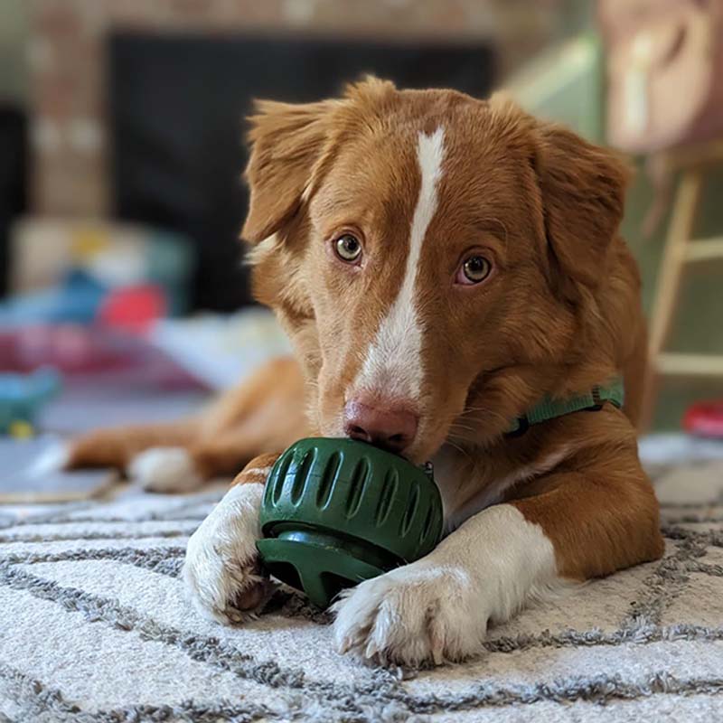 🎅Xmas Sales - 50% OFF🎄Treat Dispensing Dog Toy